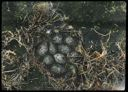 Image of Ptarmigan Nest with Nine Eggs